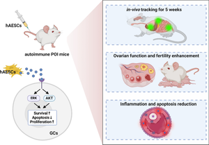 Human Amniotic Epithelial Stem Cells Alleviate Autoimmune Premature Ovarian Insufficiency in Mice by Targeting Granulosa Cells via AKT/ERK Pathways.