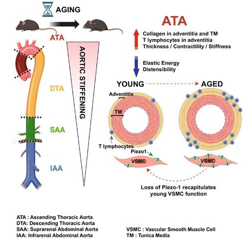 Mapping the unicellular transcriptome of the ascending thoracic aorta to changes in mechanosensing and mechanoadaptation during aging