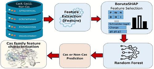 Identification of Family-Specific Features in Cas9 and Cas12 Proteins: A Machine Learning Approach Using Complete Protein Feature Spectrum