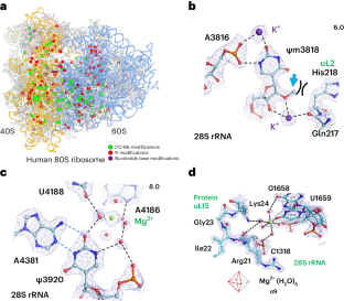 Chemical modifications, ions and water molecules in the sub-2 Å resolution structure of the human 80S ribosome