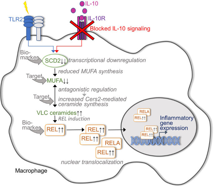 Linking IL-10 signaling with lipid metabolic programs in macrophages: dysregulated ceramide homeostasis drives colitis