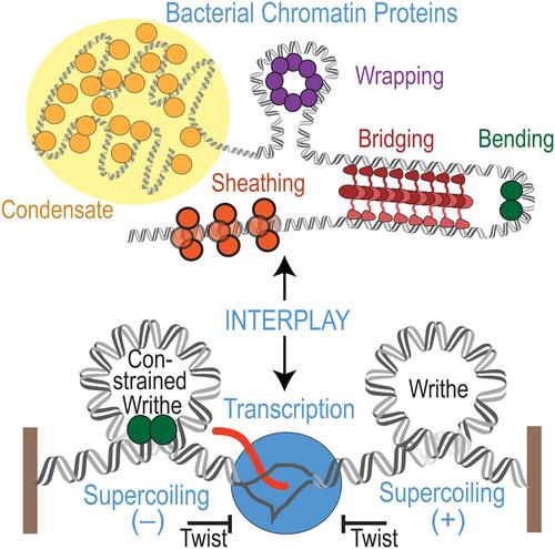 Bacterial chromatin proteins, transcription, and DNA topology: Inseparable partners in the control of gene expression.