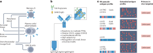 The peculiar features, diversity and impact of citrulline-reactive autoantibodies