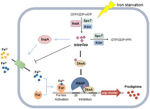 ppGpp is a dual-role regulator involved in balancing iron absorption and prodiginine biosynthesis in Pseudoalteromonas.