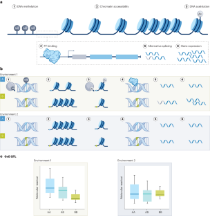 Genotype × environment interactions in gene regulation and complex traits