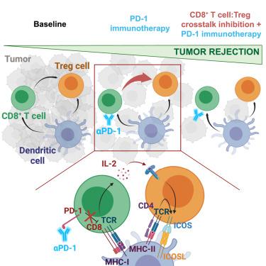 Interruption of the intratumor CD8+ T cell:Treg crosstalk improves the efficacy of PD-1 immunotherapy