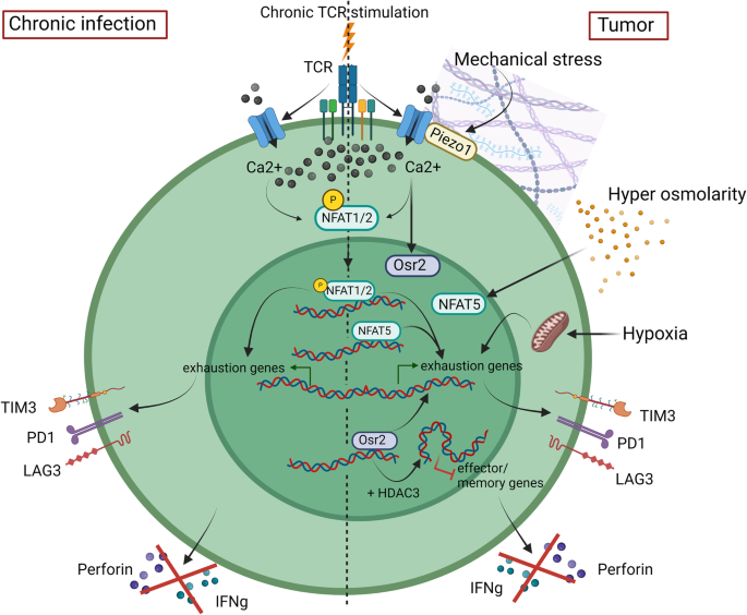 Tumor microenvironment squeezes out the juice from T cells