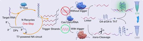 CRISPR/Cas12a-Powered Amplification-Free RNA Diagnostics by Integrating T7 Exonuclease-Assisted Target Recycling and Split G-Quadruplex Catalytic Signal Output