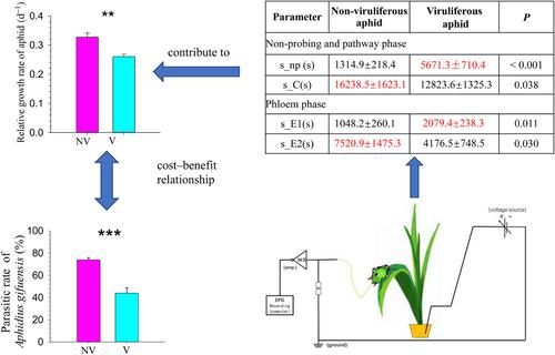 Direct effects of barley yellow dwarf virus on the performance, parasitoid resistance, and feeding behavior of its vector Sitobion avenae (Hemiptera: Aphididae).