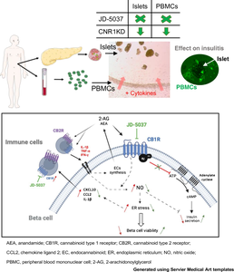 Pharmaceutical targeting of the cannabinoid type 1 receptor impacts the crosstalk between immune cells and islets to reduce insulitis in humans.