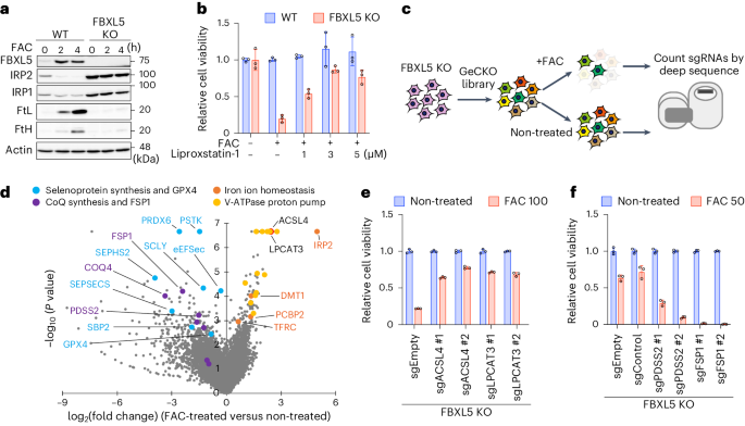 PRDX6 augments selenium utilization to limit iron toxicity and ferroptosis