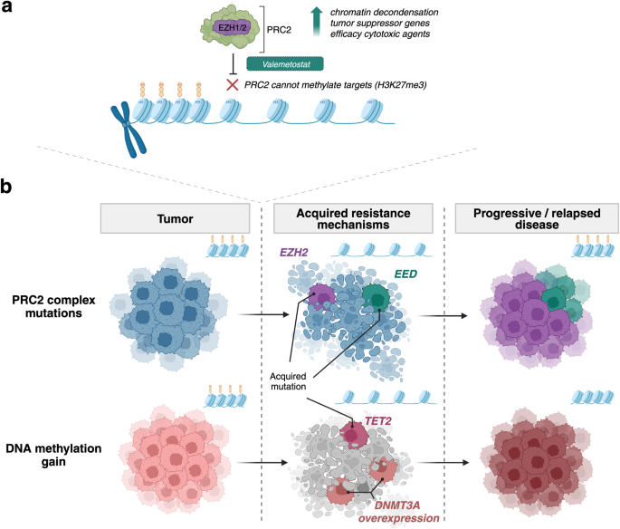 Beyond the code: the role of histone methylation in cancer resistance and therapy