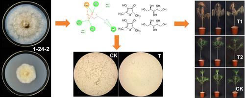 Evaluation of the novel endophytic fungus Chaetomium ascotrichoides 1-24-2 from Pinus massoniana as a biocontrol agent against pine wilt disease caused by Bursaphelenchus xylophilus.