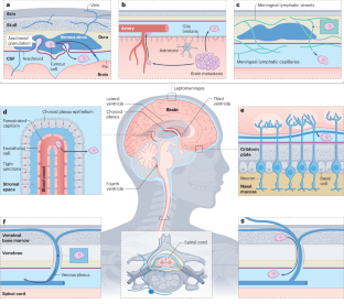 The path to leptomeningeal metastasis