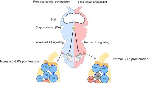 Pyriproxyfen enhances germline stem cell proliferation and reduces reproduction in Drosophila by up-regulating juvenile hormone signaling.