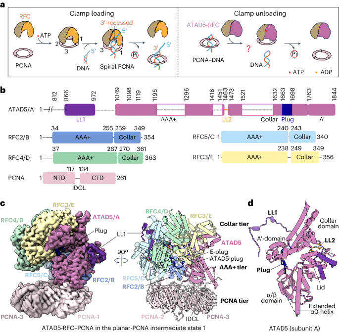 The human ATAD5 has evolved unique structural elements to function exclusively as a PCNA unloader