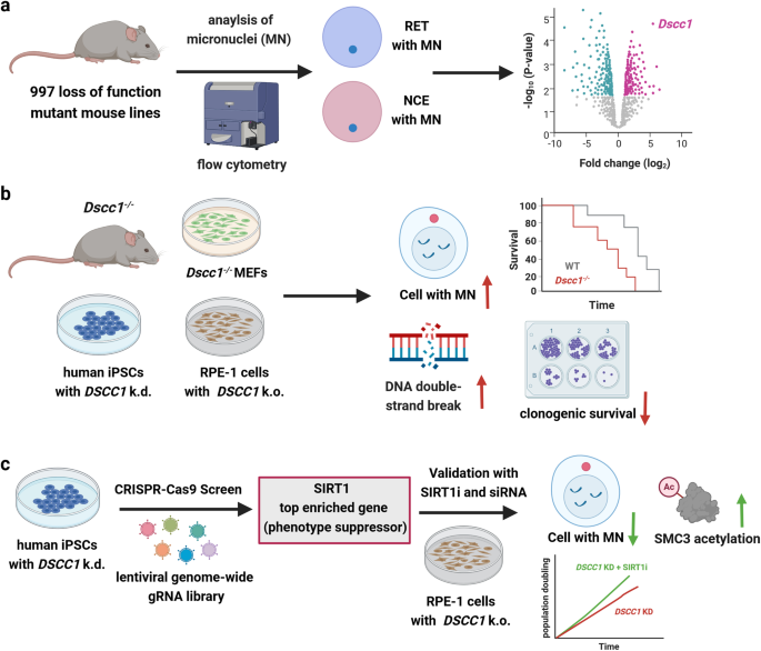 Decoding the genetic program of micronucleus formation: linking chromosomal instability to human disease