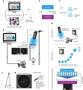 Discovering neural policies to drive behaviour by integrating deep reinforcement learning agents with biological neural networks