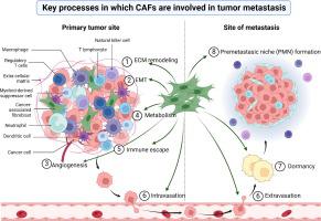 Unlocking the crucial role of cancer-associated fibroblasts in tumor metastasis: Mechanisms and therapeutic prospects