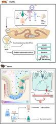 Fucoidan alleviates high sucrose-induced metabolic disorders and enhances intestinal homeostasis through modulation of Notch signaling