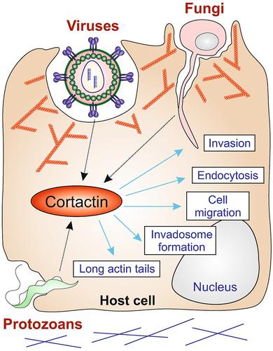 Cortactin: A major cellular target of viral, protozoal, and fungal pathogens.