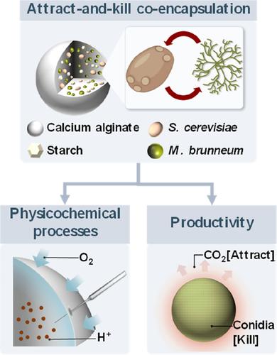 Unraveling the interaction of co-encapsulated Saccharomyces cerevisiae and Metarhizium brunneum in calcium alginate-based attract-and-kill beads.