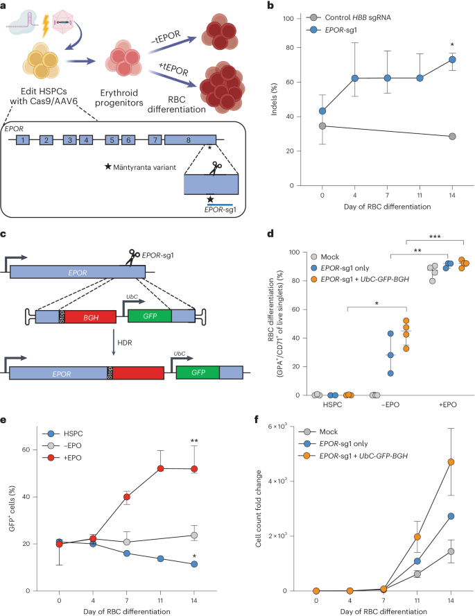 Enhancement of erythropoietic output by Cas9-mediated insertion of a natural variant in haematopoietic stem and progenitor cells