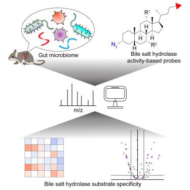 Chemoproteomic profiling of substrate specificity in gut microbiota-associated bile salt hydrolases