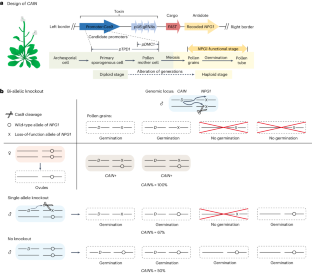 Overriding Mendelian inheritance in Arabidopsis with a CRISPR toxin–antidote gene drive that impairs pollen germination