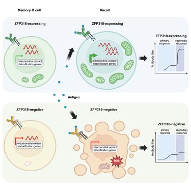 High recallability of memory B cells requires ZFP318-dependent transcriptional regulation of mitochondrial function