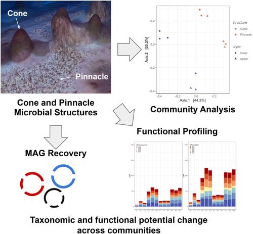 Genome-resolved metagenomics reveals diverse taxa and metabolic complexity in Antarctic lake microbial structures