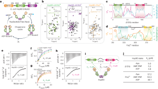 Structural basis for the dynamic chaperoning of disordered clients by Hsp90