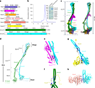 Cryo-EM structures of Smc5/6 in multiple states reveal its assembly and functional mechanisms