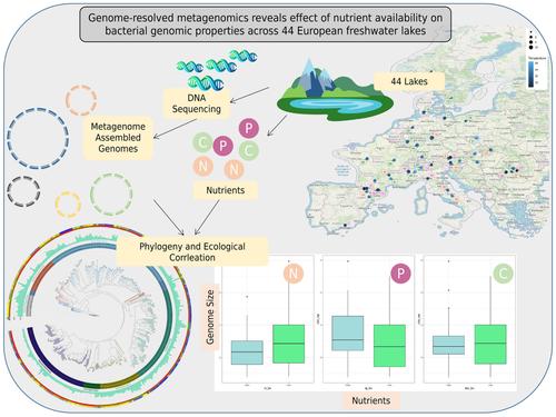 Genome-resolved metagenomics reveals the effect of nutrient availability on bacterial genomic properties across 44 European freshwater lakes