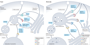 Assembly and fission of tubular carriers mediating protein sorting in endosomes