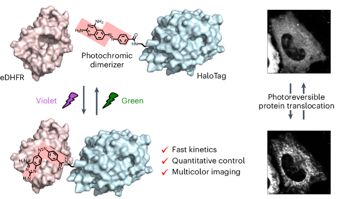 Quantitative control of subcellular protein localization with a photochromic dimerizer