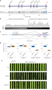 Evolution of wheat blast resistance gene Rmg8 accompanied by differentiation of variants recognizing the powdery mildew fungus