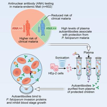 Autoantibodies inhibit Plasmodium falciparum growth and are associated with protection from clinical malaria