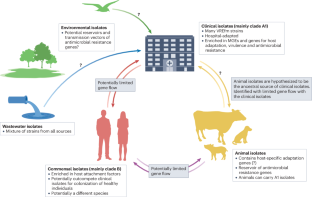 Enterococcus faecium: evolution, adaptation, pathogenesis and emerging therapeutics.