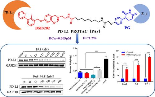 Discovery of Novel Proteolysis-Targeting Chimera Molecules as Degraders of Programmed Cell Death-Ligand 1 for Breast Cancer Therapy