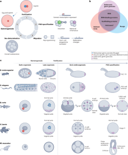 How germ granules promote germ cell fate