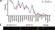 Annexin A11 aggregation in FTLD–TDP type C and related neurodegenerative disease proteinopathies