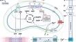 Mitochondrial calcium in cardiac ischemia/reperfusion injury and cardioprotection.