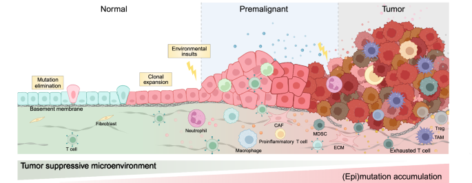 Tumor initiation and early tumorigenesis: molecular mechanisms and interventional targets.