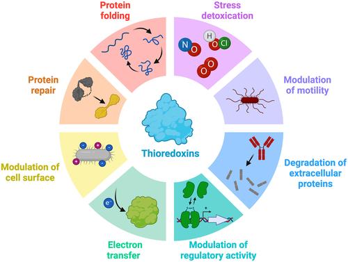 From ubiquity to specificity: The diverse functions of bacterial thioredoxin systems