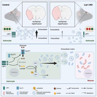 Astrocytic LRP1 enables mitochondria transfer to neurons and mitigates brain ischemic stroke by suppressing ARF1 lactylation