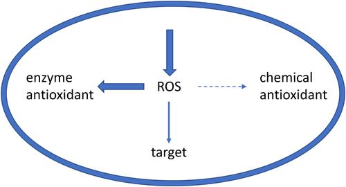 Antioxidants are ineffective at quenching reactive oxygen species inside bacteria and should not be used to diagnose oxidative stress.