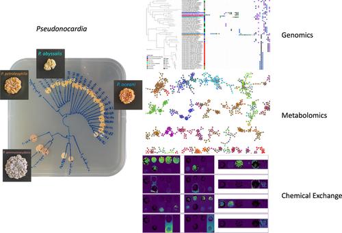 Multi-omics analysis of antagonistic interactions among free-living Pseudonocardia from diverse ecosystems