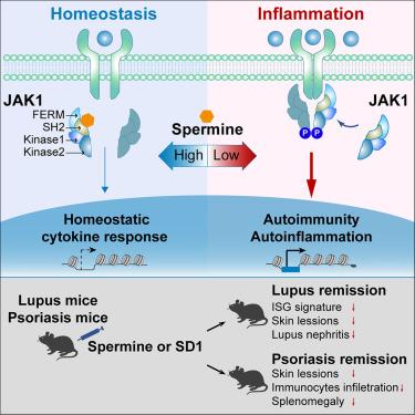 Cellular spermine targets JAK signaling to restrain cytokine-mediated autoimmunity