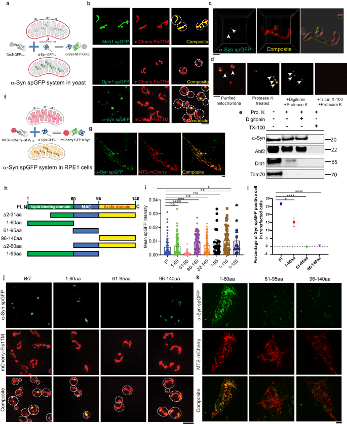 Enhancing mitochondrial proteolysis alleviates alpha-synuclein-mediated cellular toxicity.